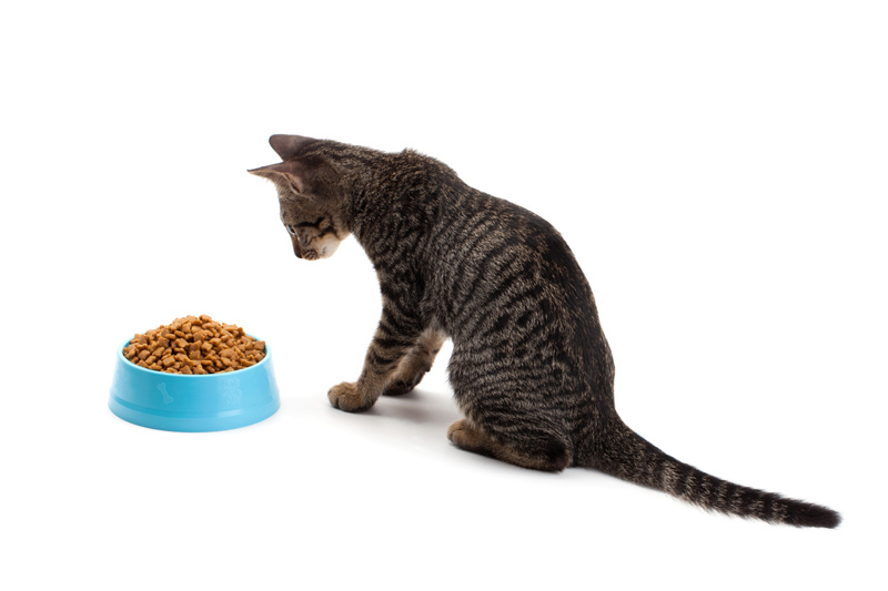 cat eating pet dried food